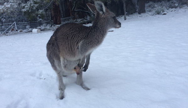 it snows
