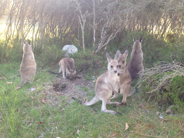 our joeys
